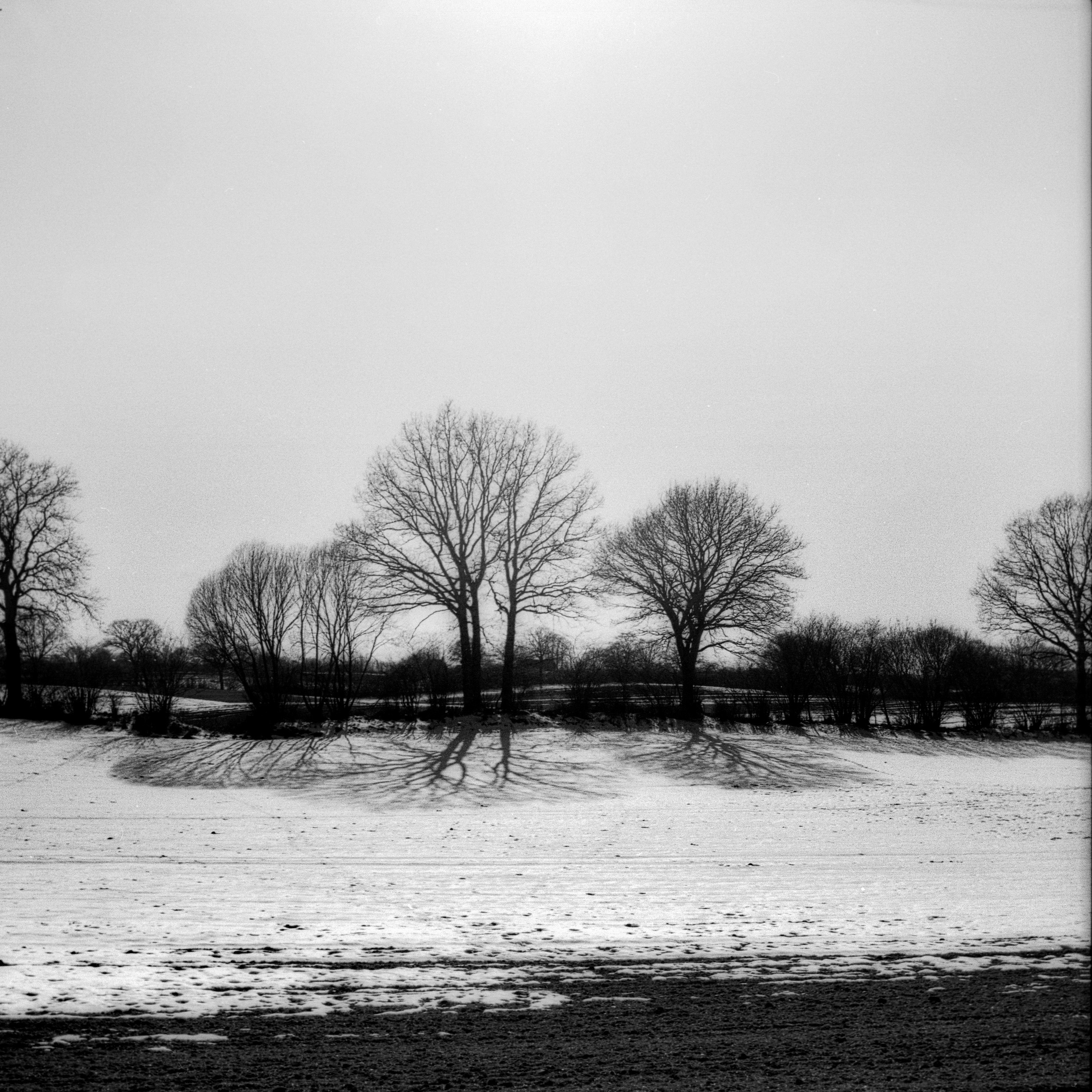 Baumsilhouette im Knick